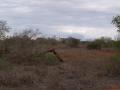 gal/Kenya/_thb_P7210430_Tsavo_Safari.JPG