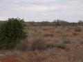 gal/Kenya/_thb_P7210447_Tsavo_Safari.JPG