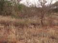 gal/Kenya/_thb_P7220483_Tsavo_Safari.JPG