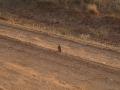 gal/Kenya/_thb_P7220491_Tsavo_Safari.JPG