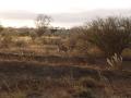 gal/Kenya/_thb_P7220492_Tsavo_Safari.JPG