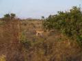 gal/Kenya/_thb_P7220494_Tsavo_Safari.JPG