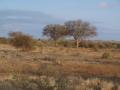 gal/Kenya/_thb_P7220504_Tsavo_Safari.JPG