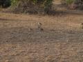 gal/Kenya/_thb_P7220508_Tsavo_Safari.JPG