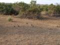 gal/Kenya/_thb_P7220509_Tsavo_Safari.JPG