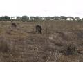 gal/Kenya/_thb_P7220534_Tsavo_Safari.JPG